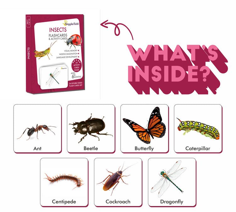GrapplerTodd - Activity Flash Cards | Insects & Aquatic Animals Flashcards for Kids