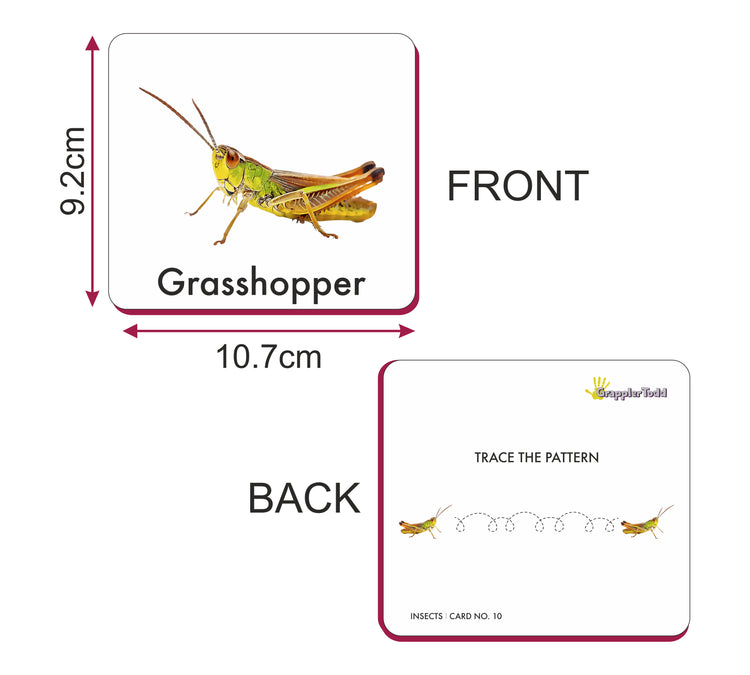 GrapplerTodd - Activity Flash Cards | Insects & Aquatic Animals Flashcards for Kids