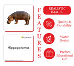 GrapplerTodd - Wild Animals & Reptiles Flashcards for Kids