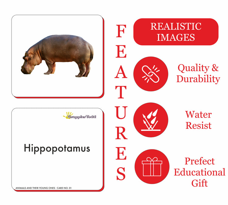 GrapplerTodd - Wild Animals & Reptiles Flashcards for Kids