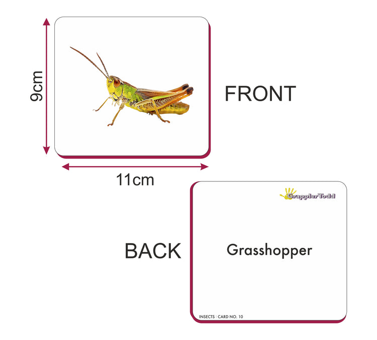 GrapplerTodd - Insects Flashcards For Kids