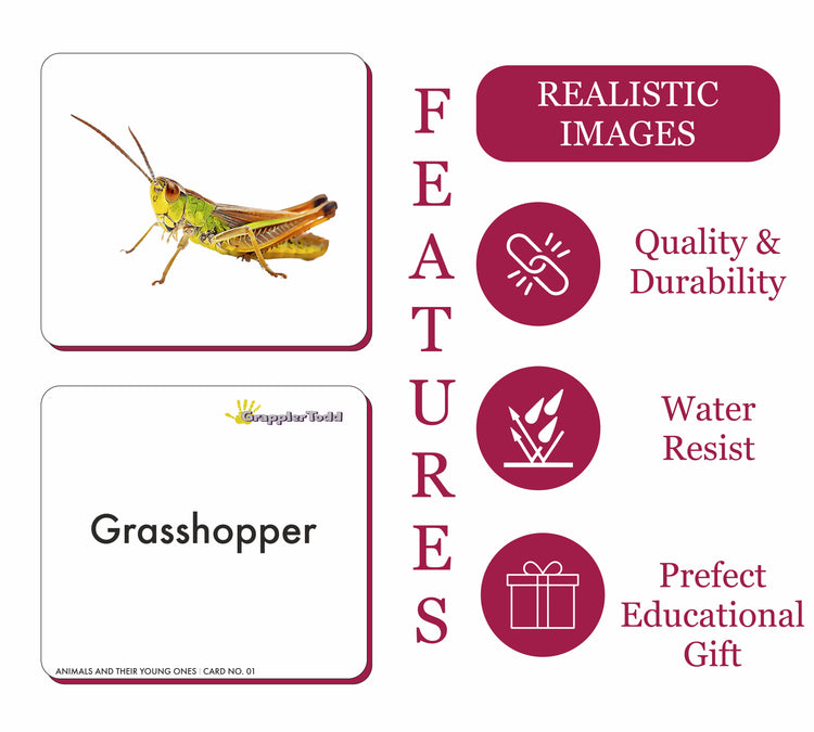 GrapplerTodd - Insects Flashcards For Kids