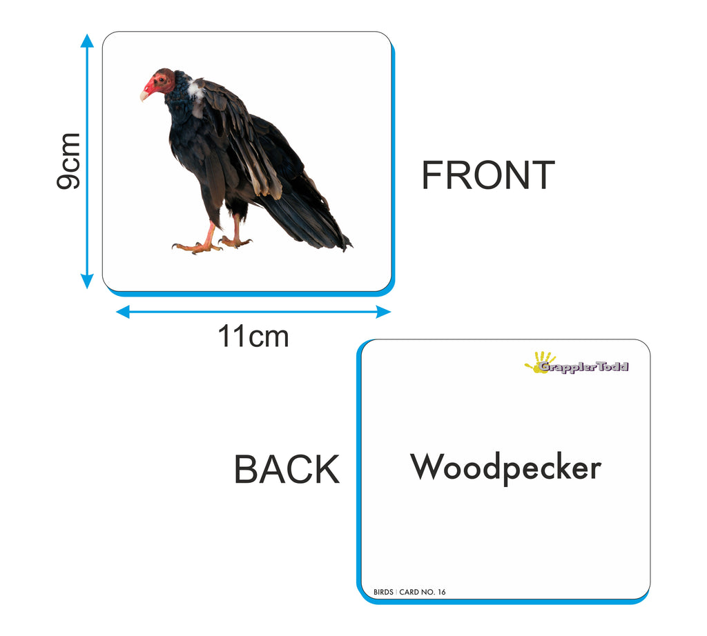 GrapplerTodd - Birds Flashcards For Kids