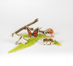 GrapplerTodd - Wooden Insects Toy Set